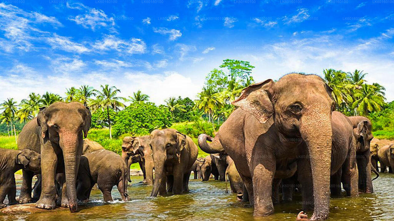 Visit Pinnawala Elephant Orphanage